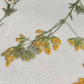 Window Privacy Film Dried Meadow Flowers Frosted Decorative Glass Covering Unbranded