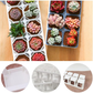 Seed Starter Tray Kit Seedling Pots Mini Greenhouse Propagator Growing Set Unbranded
