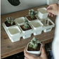 Seed Starter Tray Kit Seedling Pots Mini Greenhouse Propagator Growing Set Unbranded